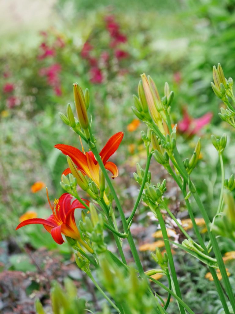 daglelie Hemerocallis citrina