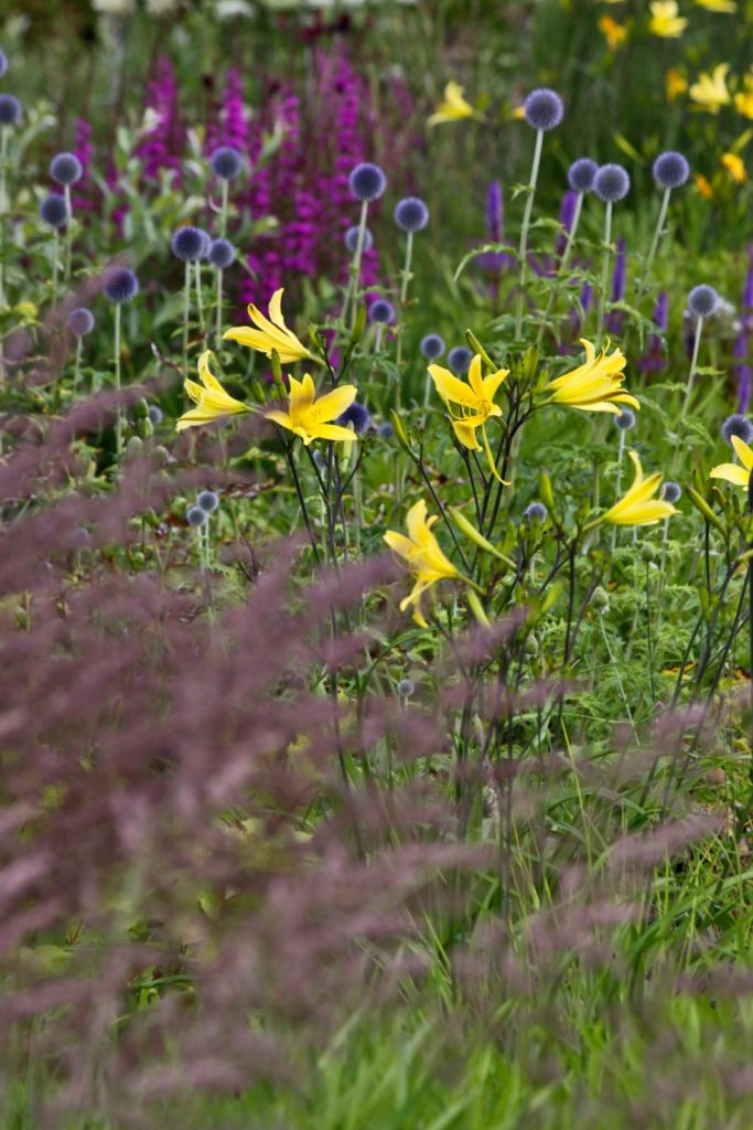 daglelie Hemerocallis citrina