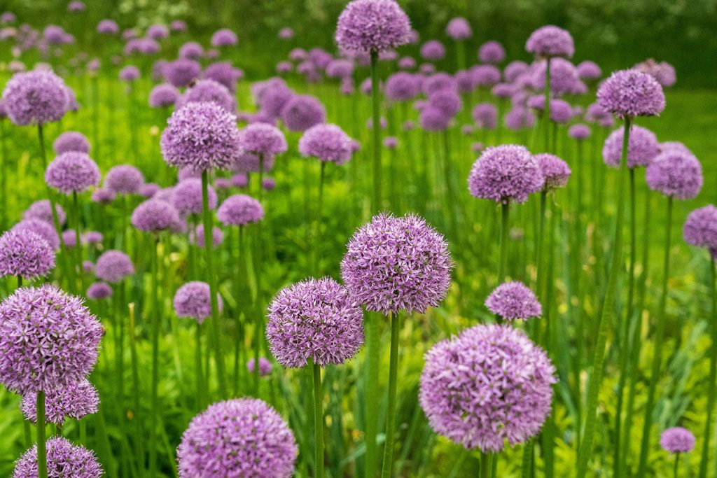 Allium