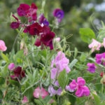 Lathyrus zaaien
