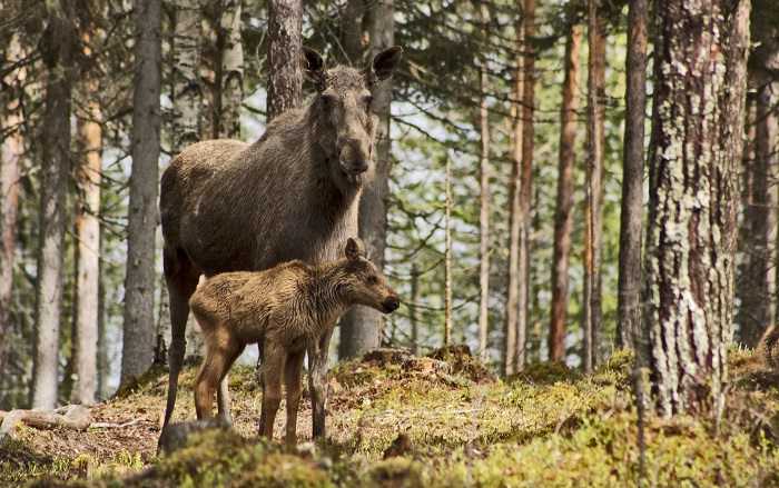 Reportage 'The Arctic Moose Farm'