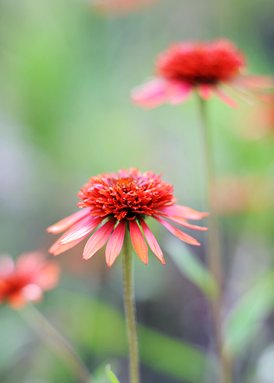 echinacea bloem