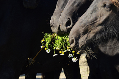 friese paarden eten bloemen