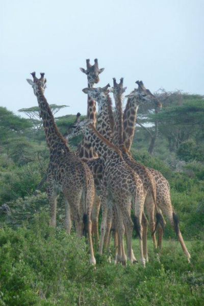 groep giraffen