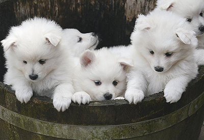 grote keeshond pups