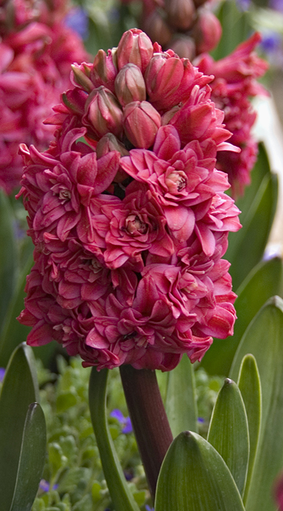 hyacint roze