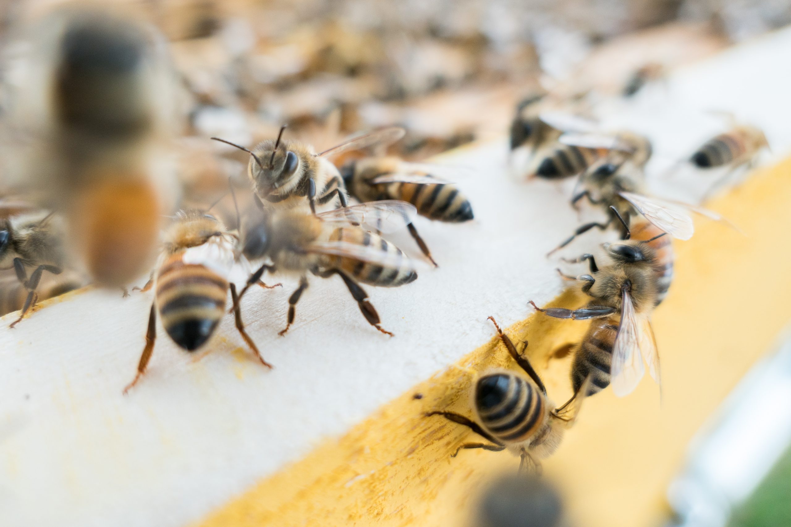 Bijenhuis bijen