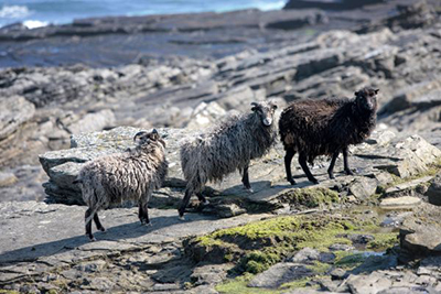 north ronaldsay schapen 2