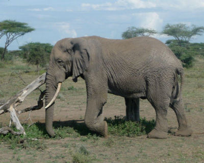 olifant ndutu 