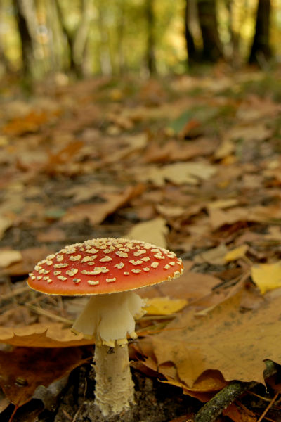 paddenstoel herfst