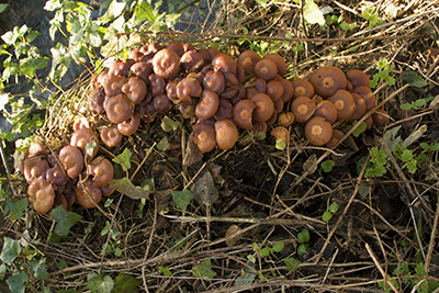 stobbezwammetjes paddenstoelen