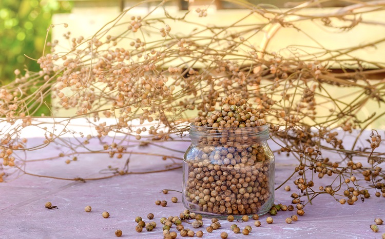 korianderzaad - zaden verzamelen - tuinklusjes voor oktober