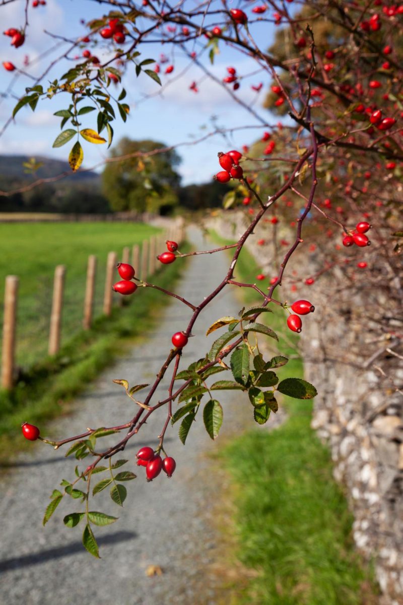 Lake District