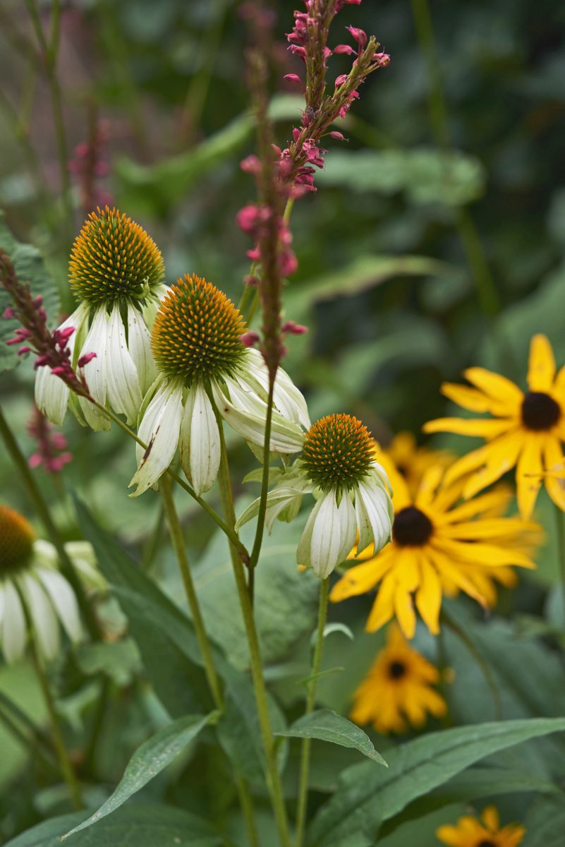 Duurzame tuin