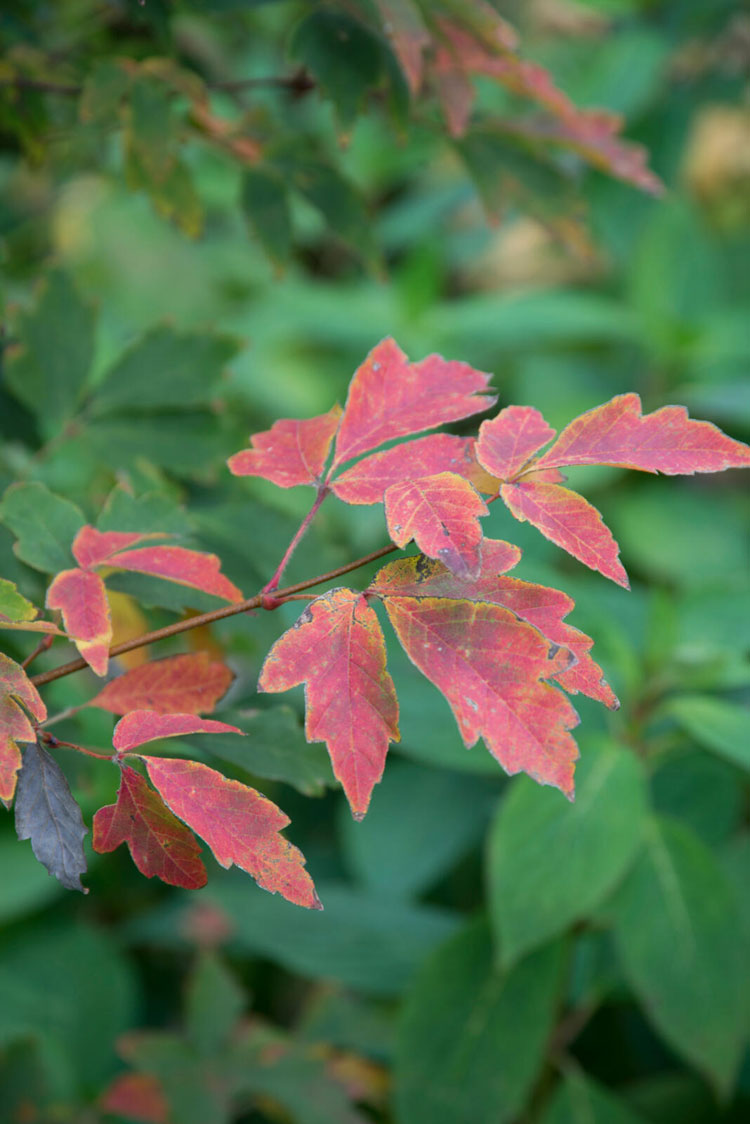 herfstbomen - papieresdoorn - rood herfstblad