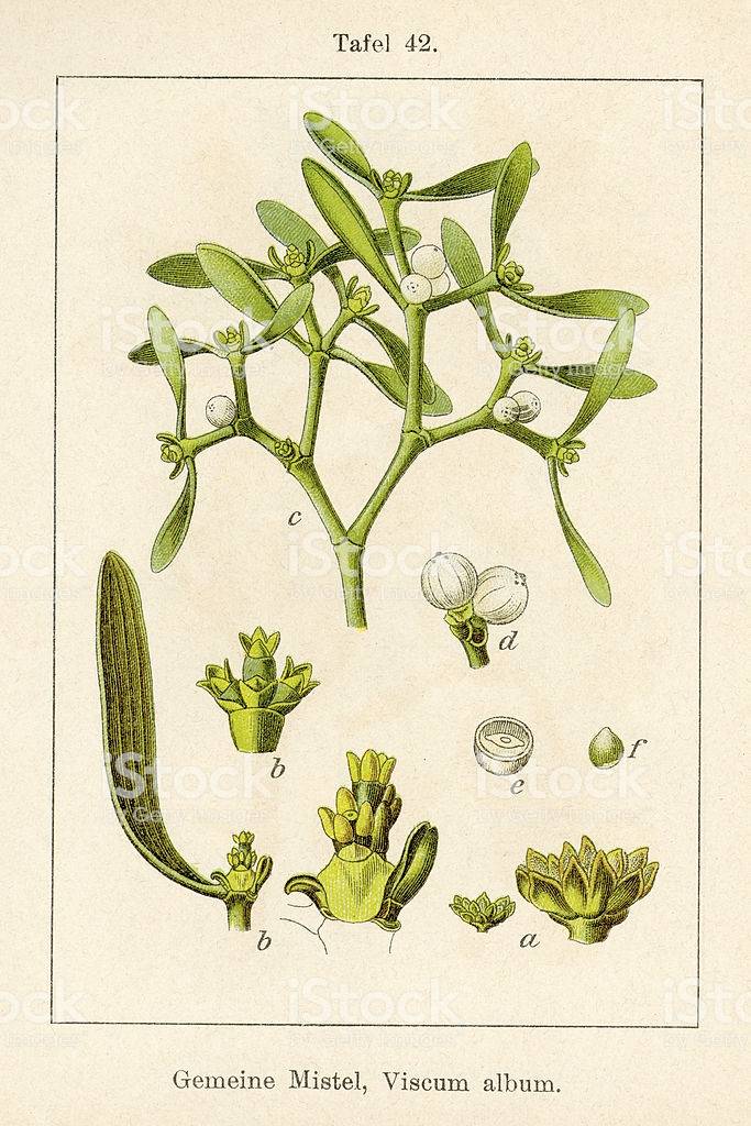 botanische tekening van mistletoe of maretak