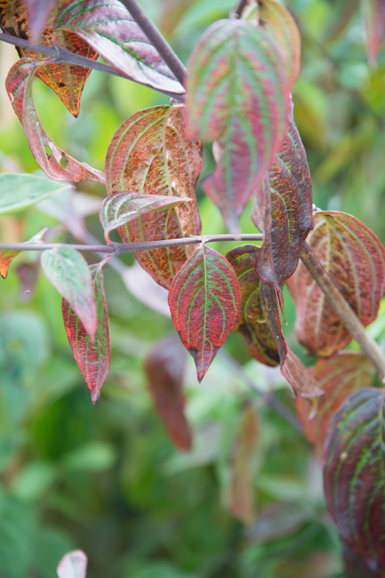 Herfstbladeren - Japanse kornoelje