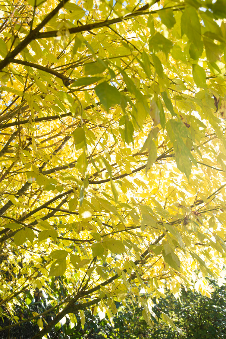 Vederesdoorn Acer Negundo 'Winter Lightning' met gele herfstbladeren