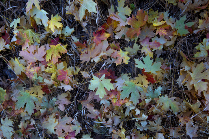 herfstkleuren - herfstbladeren