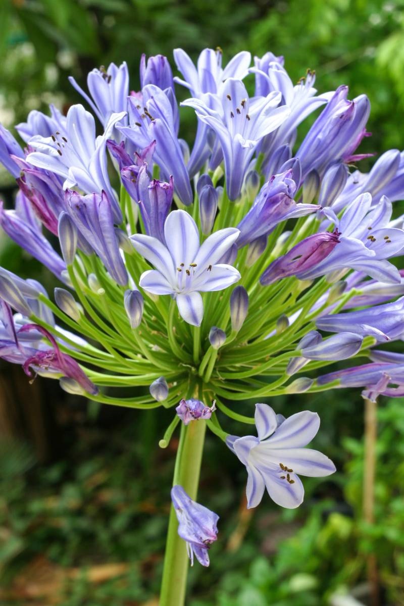 Afrikaanse lelie - blauwe bloemen - Agapanthus 'Dr Brouwer'