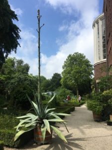 Agave in Amsterdam