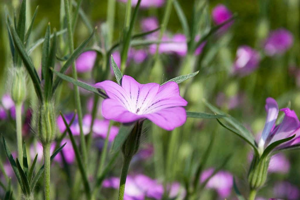 Bolderik - Agrostemma githago - De Bolderik