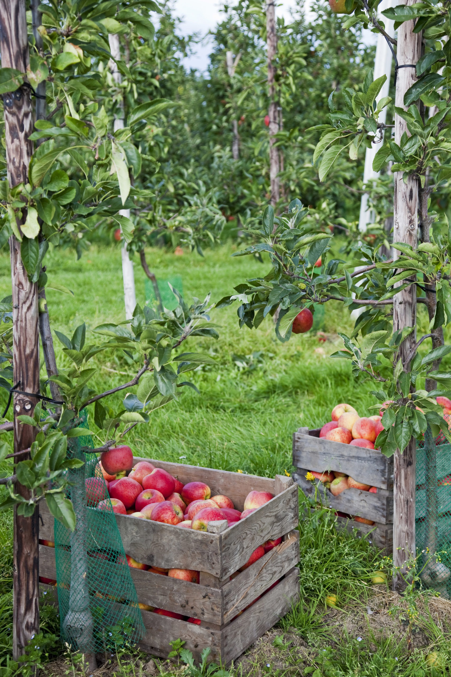 Dol op appels en peren? Helemaal als ze vers van de boom komen? Bij verschillende boomgaarden in het hele land kun je op dit moment zelf appels en peren plukken.