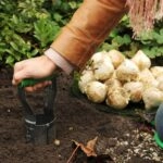 bollen planten - bollenplanter - geef bloembollen een boost