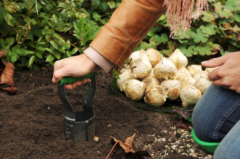 bollen planten - bollenplanter - geef bloembollen een boost