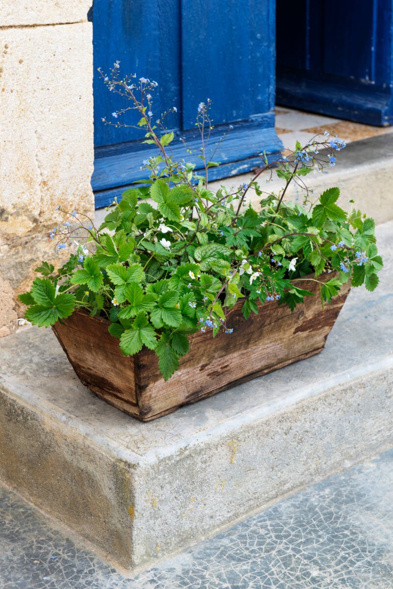 Tuintjes in potten - Brunnera macrophylla, Fragaria vesca, Anemone nemerosa