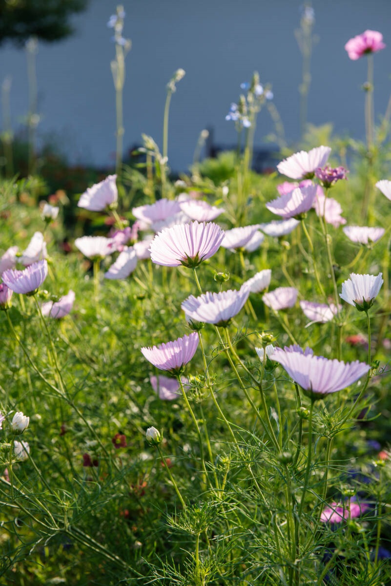 Cosmea - eenjarige bloeiers - border - Joyce Oomen