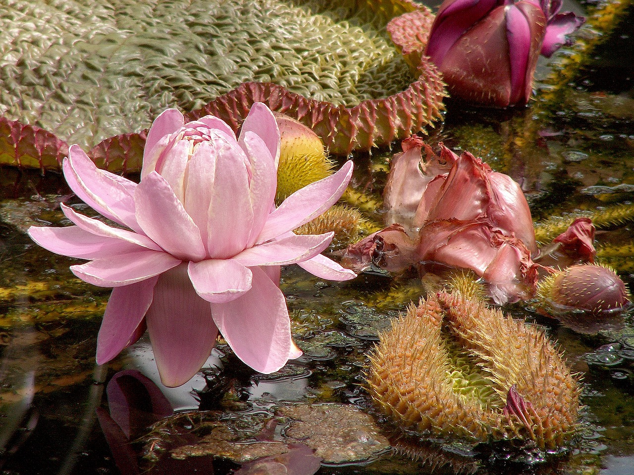 De bloem van de reuzenwaterlelie