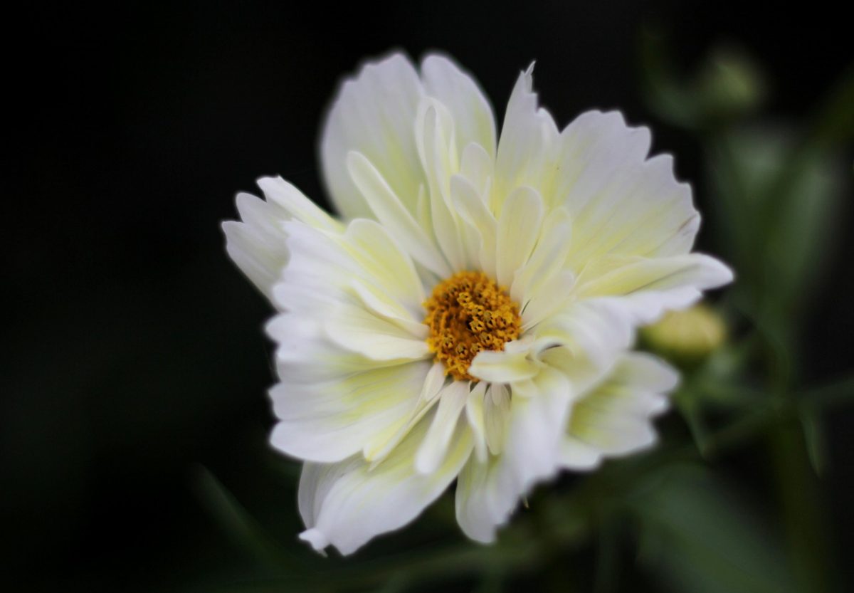 Dubbelbloemige cosmea