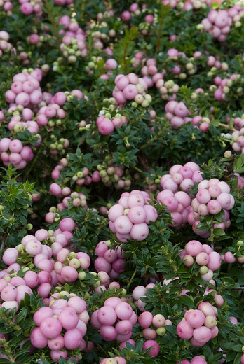 Gaultheria mucronata