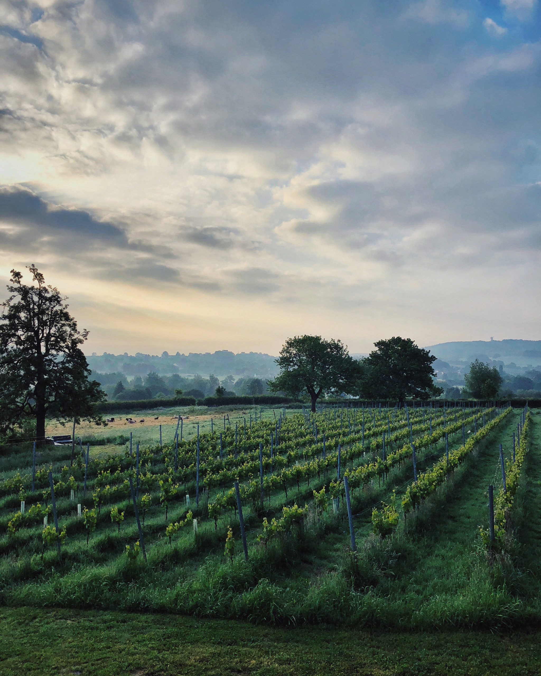 Wandelen in een landschap dat doet denken aan Frankrijk, maar gewoon in Nederland blijven? Dat kan! Ga wandelen langs de wijngaarden in Zuid-Limburg.