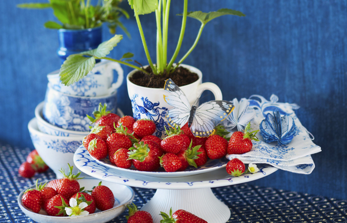 Erdbeeren und Erdbeerpflanze auf blau-weissem Geschirr, Strawberries and strawberry plant on blue and white dishes