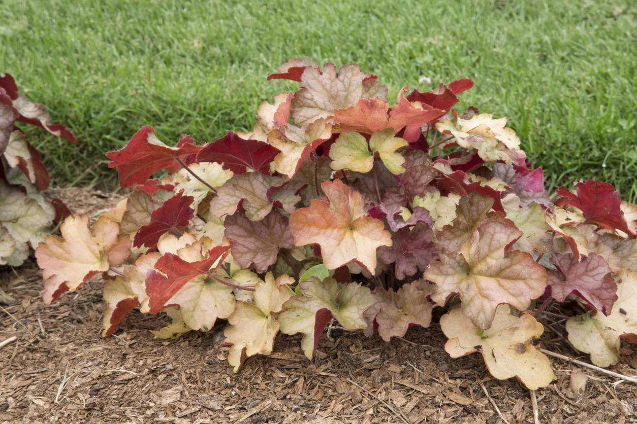 Heuchera