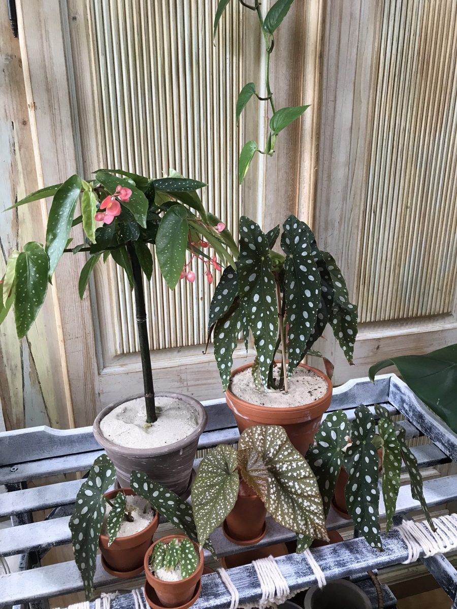 begonia albopicta