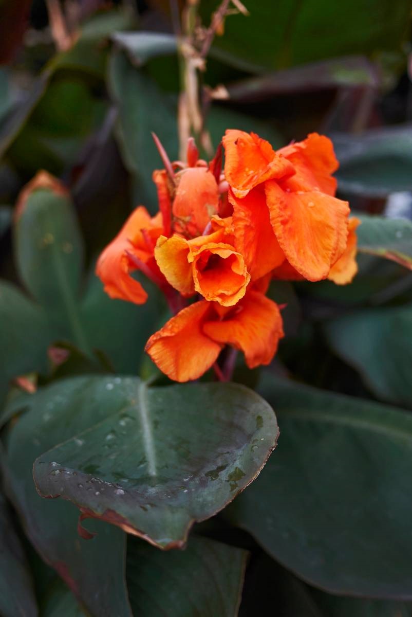 tropische planten - Indisch bloemriet - Canna indica