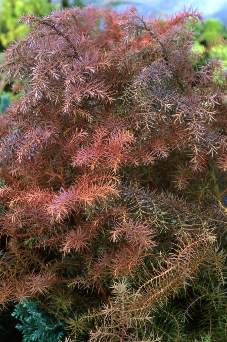 winterkleur - Japanse cipres Cryptomeria japonica 'Elegans'