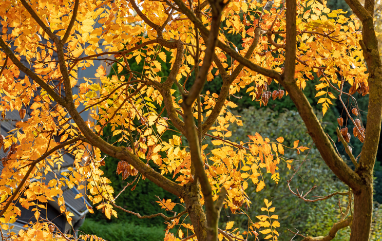 herfstbomen - herfstkleuren - Koelreuteria