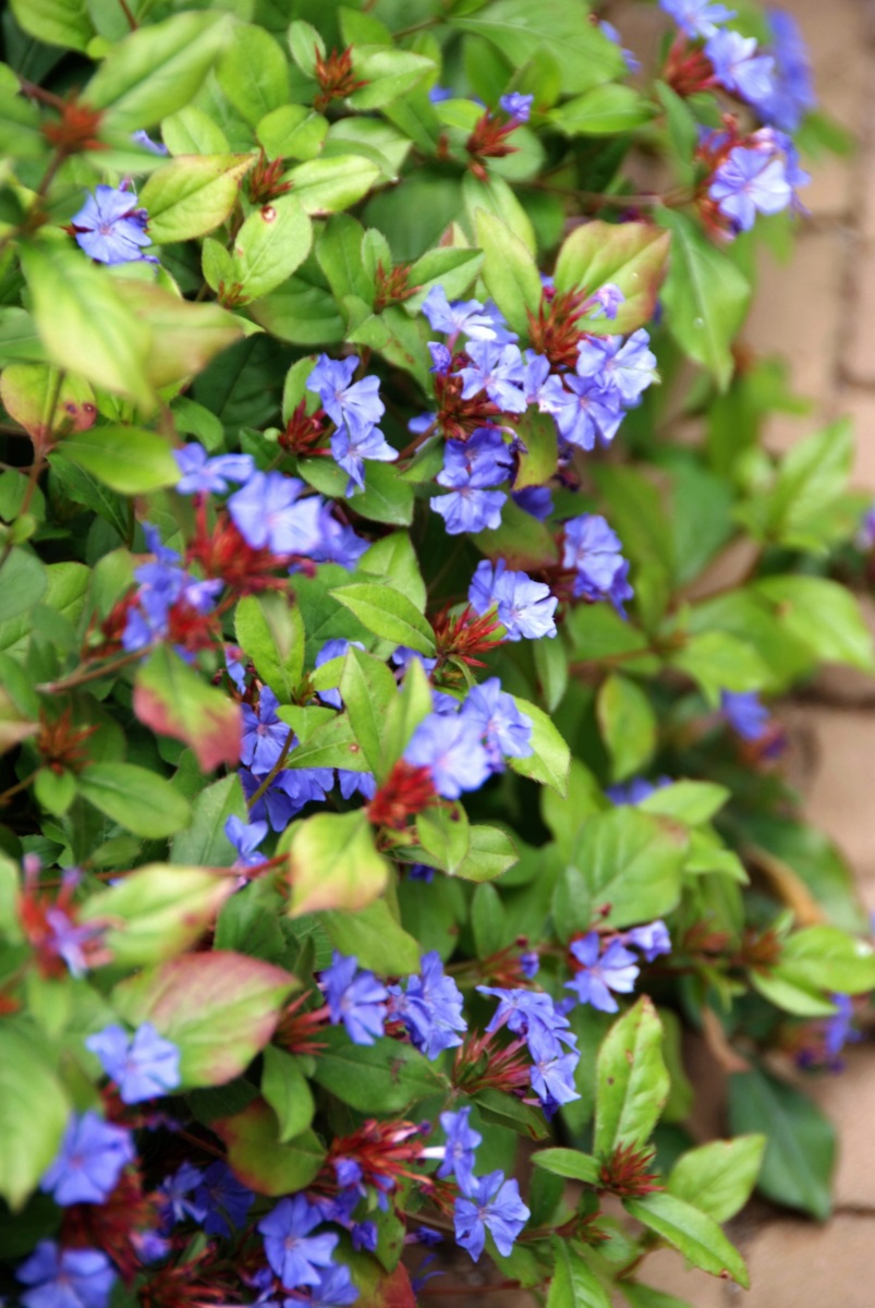 nazomerbloeiers - helderblauwe bloem - loodkruid - Ceratostigma plumbaginoides