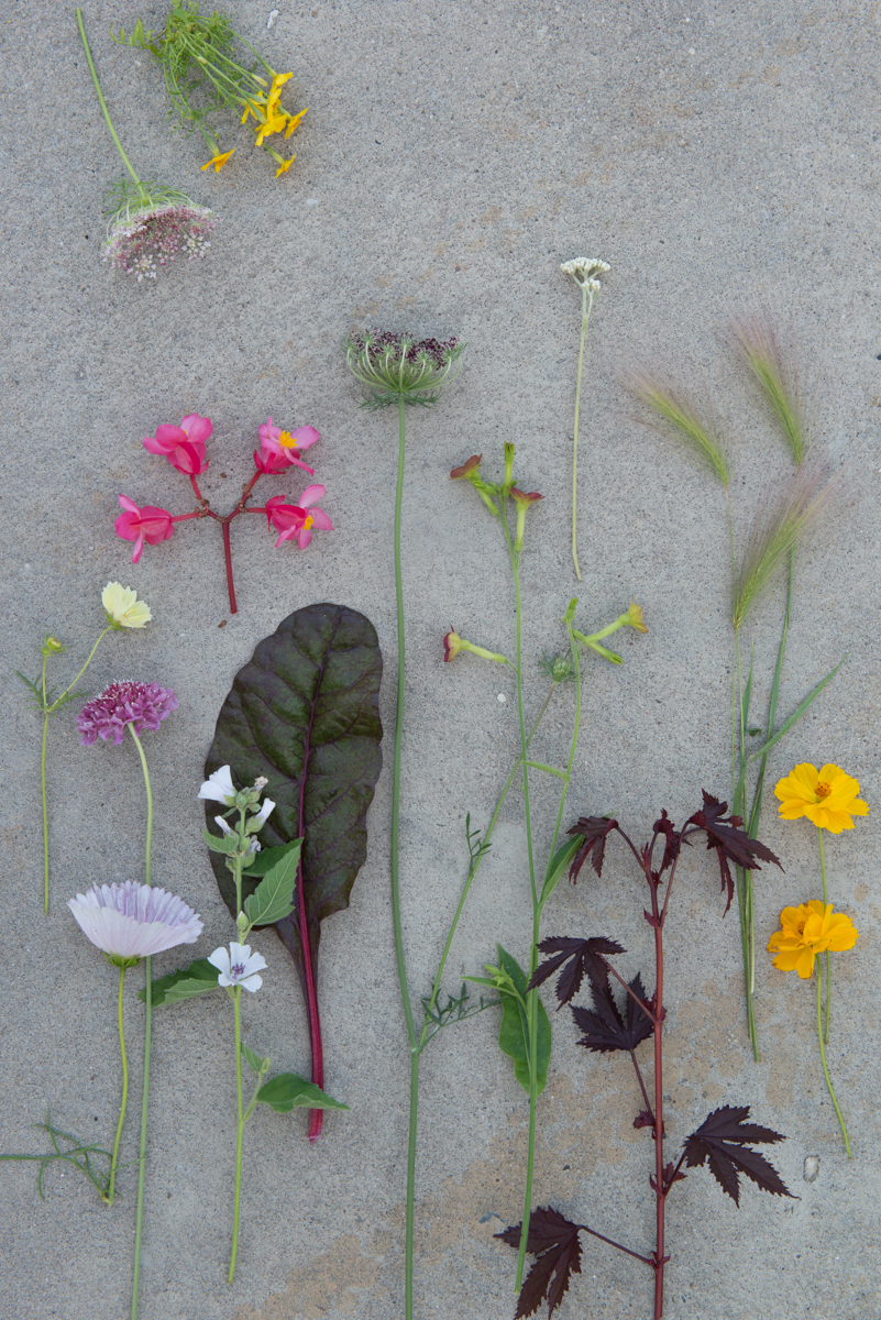 eetbare planten