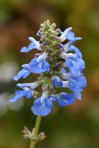 moerassalie Salvia uliginosa