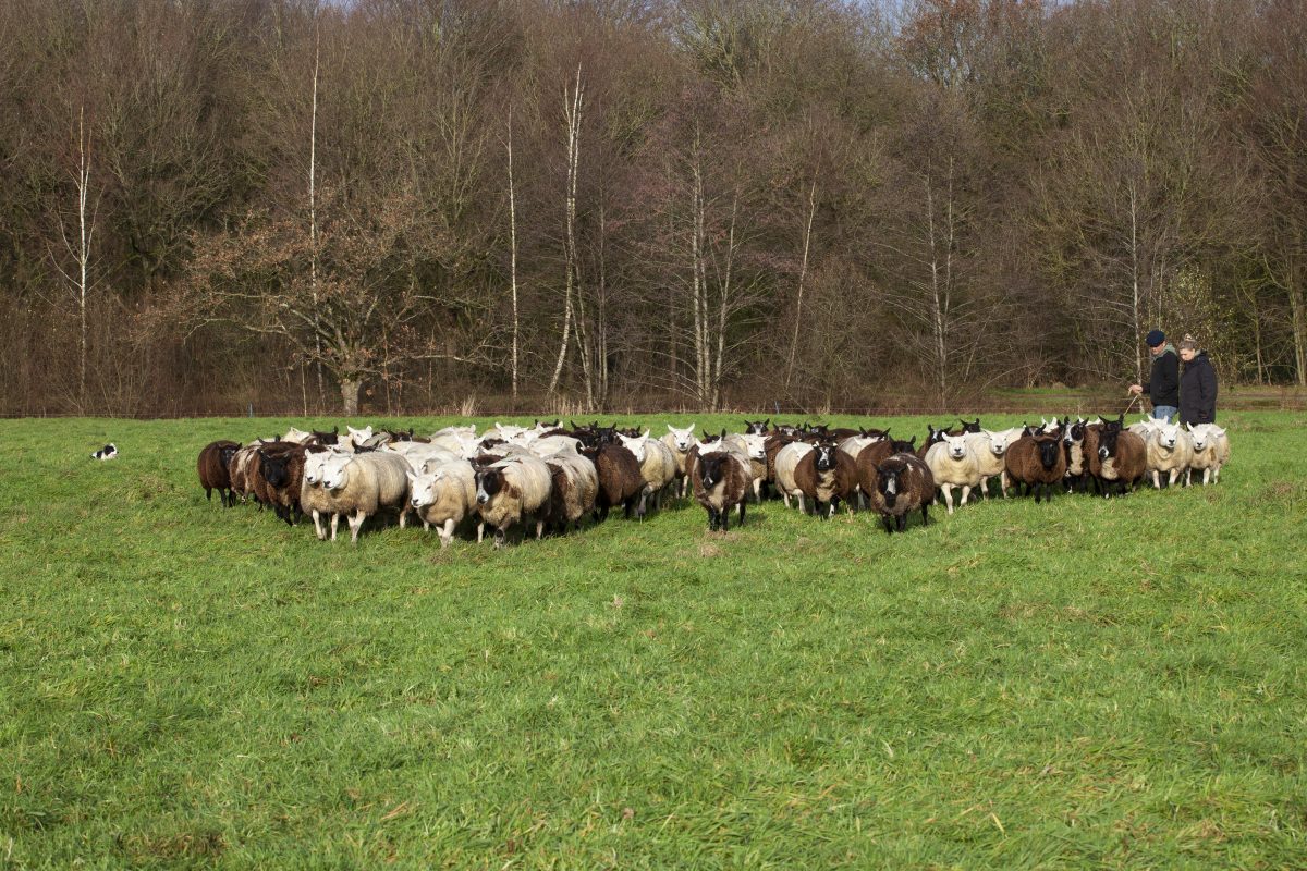 communicatietraining met schapen