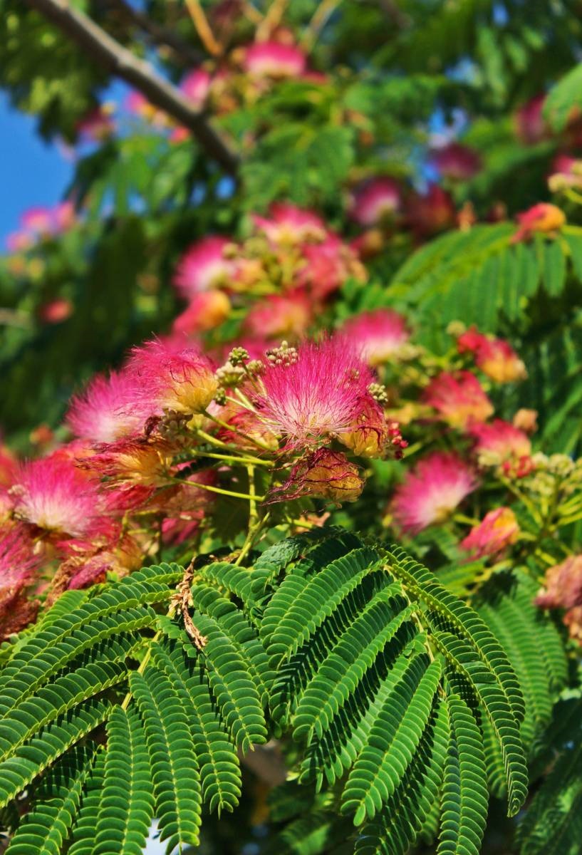 tropische planten - Perzische slaapboom - Albizzia julibrissin