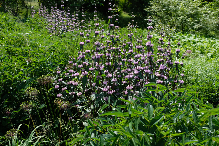 sterke planten - Phlomis tuberosa - brandkruid