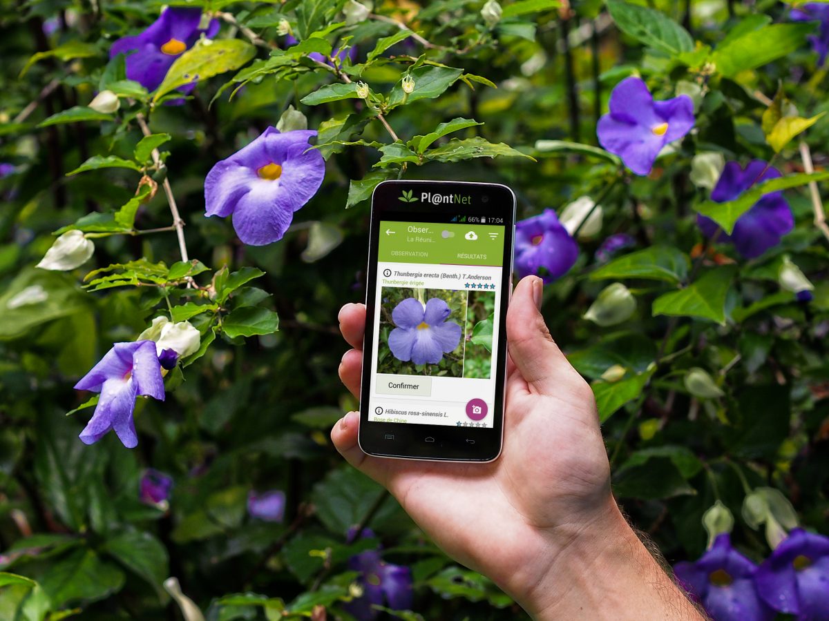 6 handige planten apps | Seasons