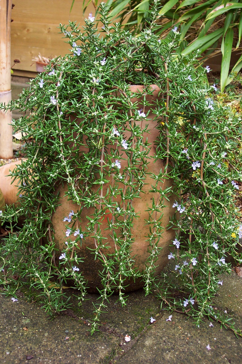 Rosmarinus officinalis Capri - rozemarijn 'Capri'- kruipende kruidenplant 