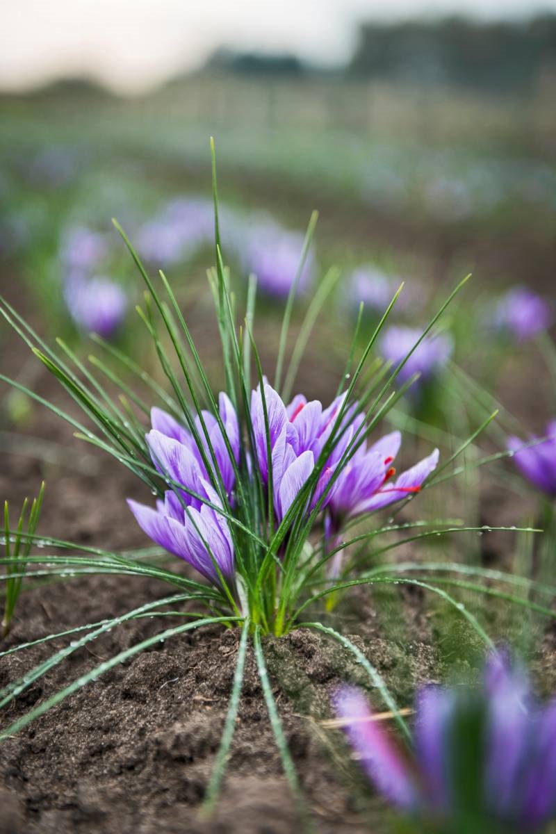 Bloeiend saffraankrokus - in het veld - oogsten